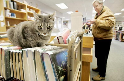 library cat